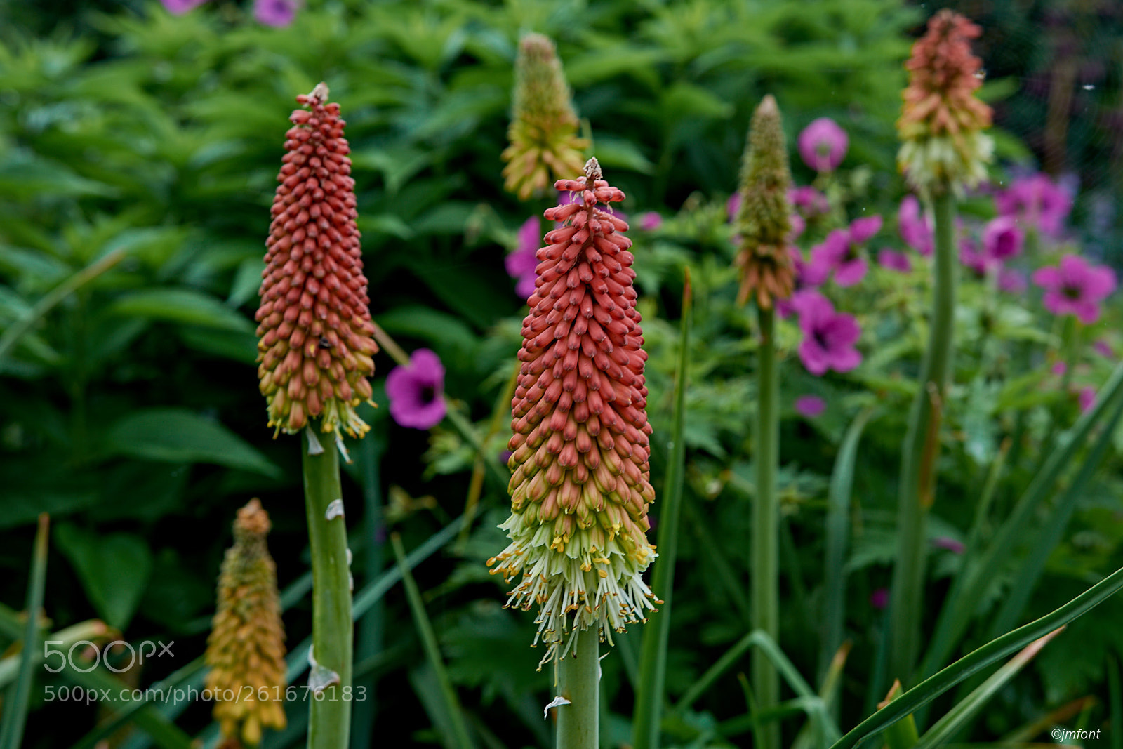 Nikon D7200 sample photo. Kniphofia flamenco photography