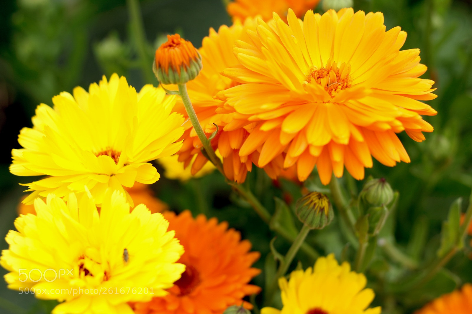 Canon EOS 1200D (EOS Rebel T5 / EOS Kiss X70 / EOS Hi) sample photo. Sunrise flowers photography