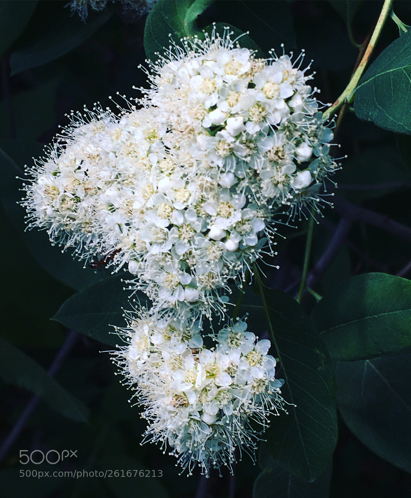 Apple iPhone 6s sample photo. Untitled photography