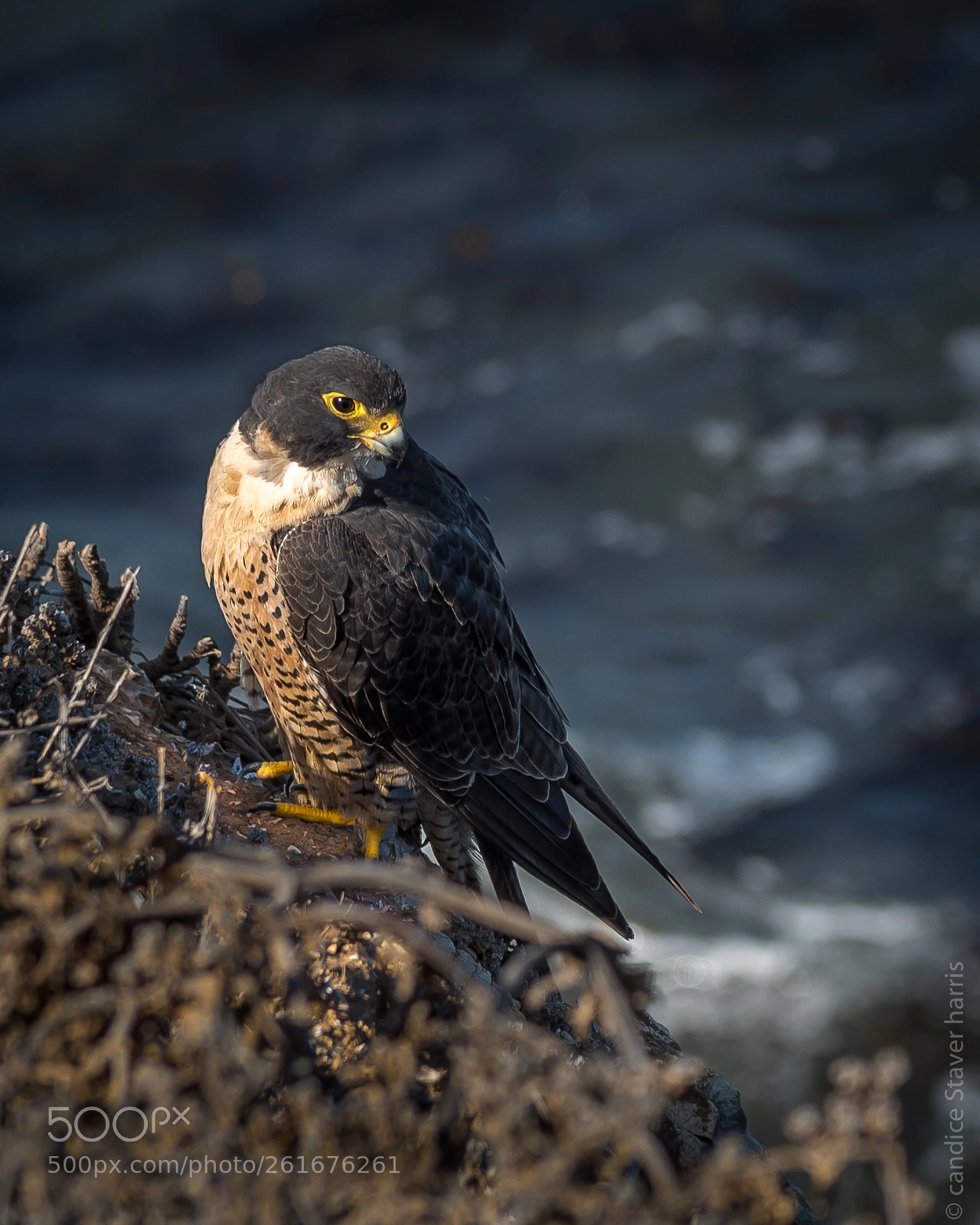 Nikon D750 sample photo. Peregrine falcon photography