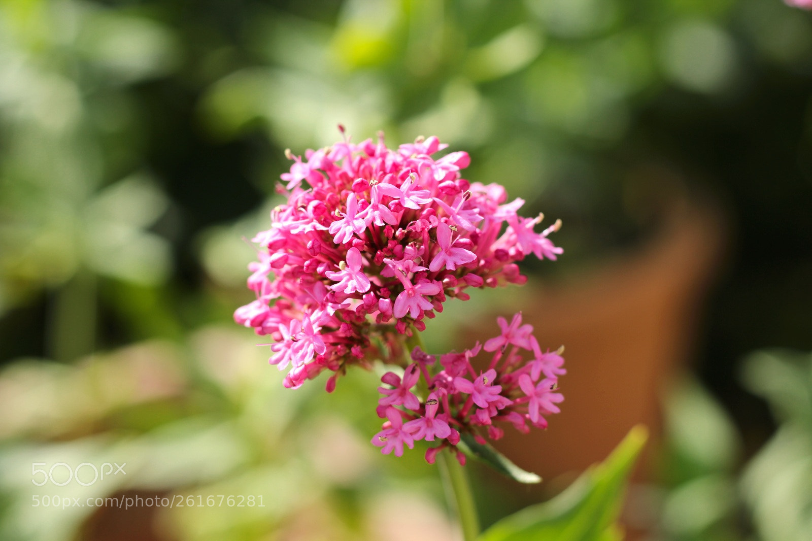 Canon EOS 1200D (EOS Rebel T5 / EOS Kiss X70 / EOS Hi) sample photo. Pretty in pink photography