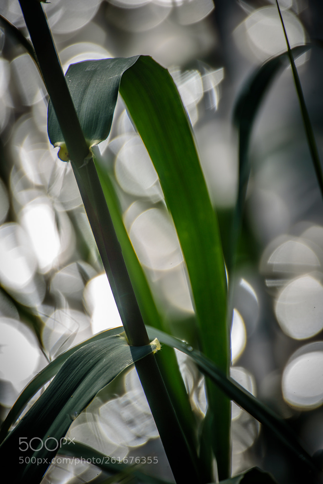 Nikon D750 sample photo. River bokeh photography