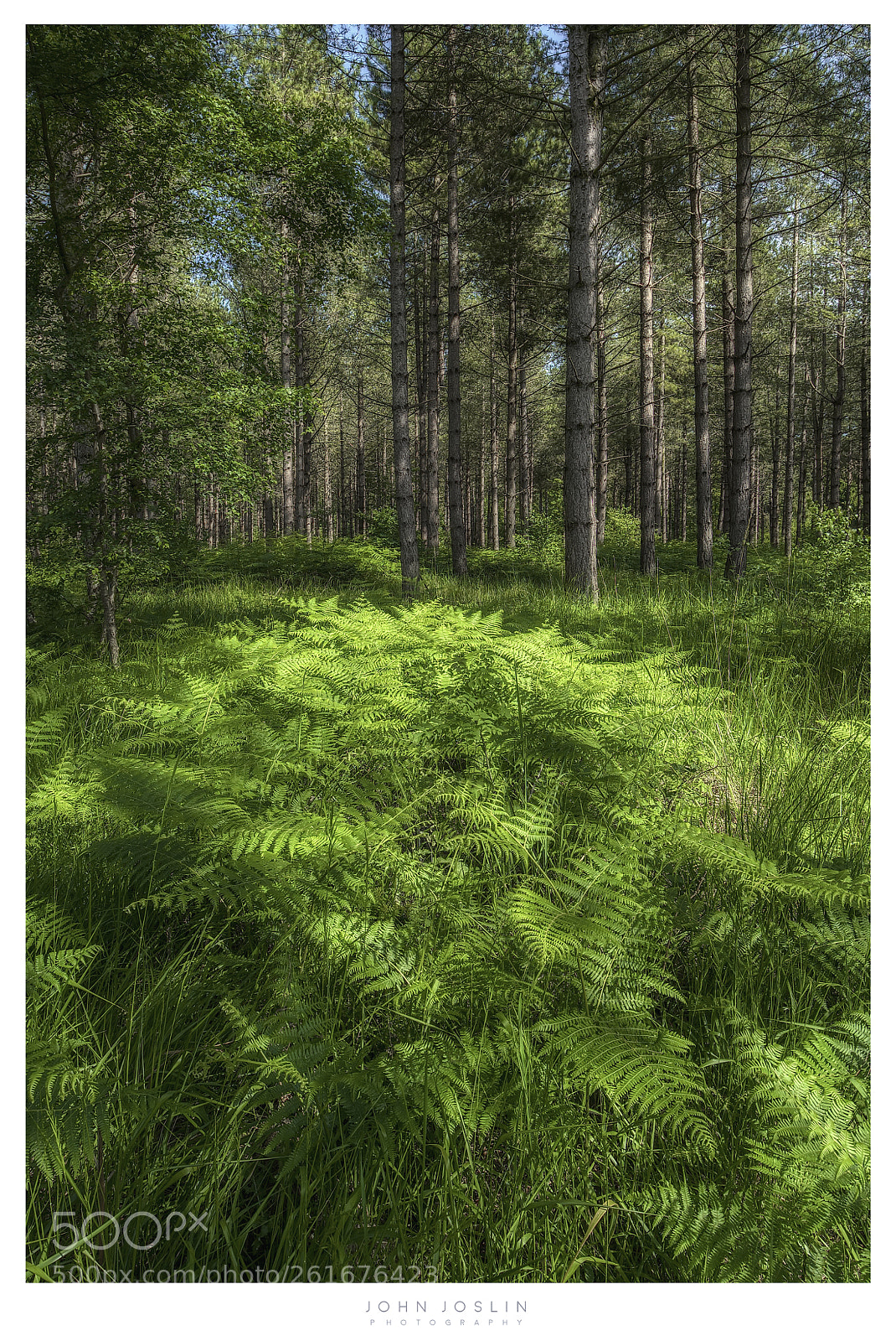 Sony a7 II sample photo. Fern forest photography