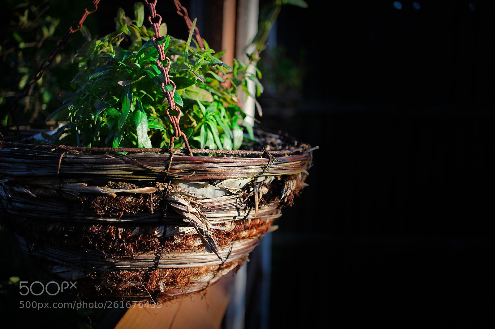 Canon EOS 1200D (EOS Rebel T5 / EOS Kiss X70 / EOS Hi) sample photo. Hanging basket photography