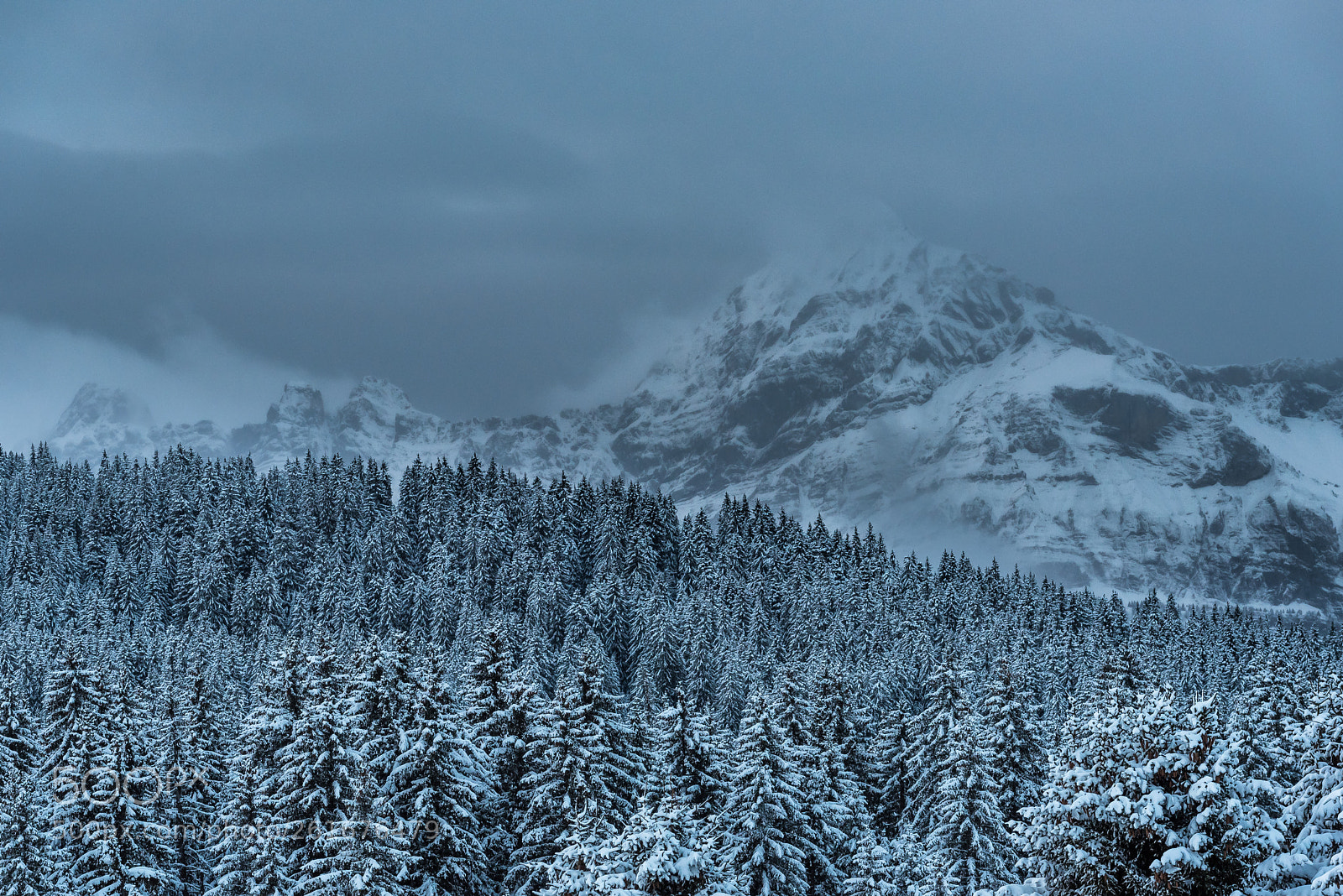 Nikon D750 sample photo. Cold purity photography