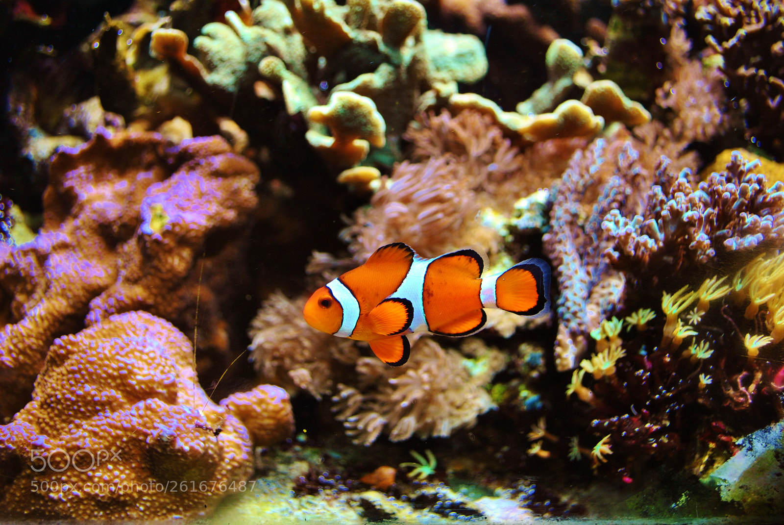 Nikon D3000 sample photo. Found nemo photography