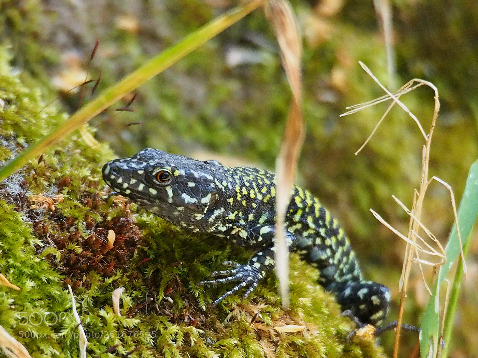 Olympus OM-D E-M5 sample photo. Sunday  lizard photography