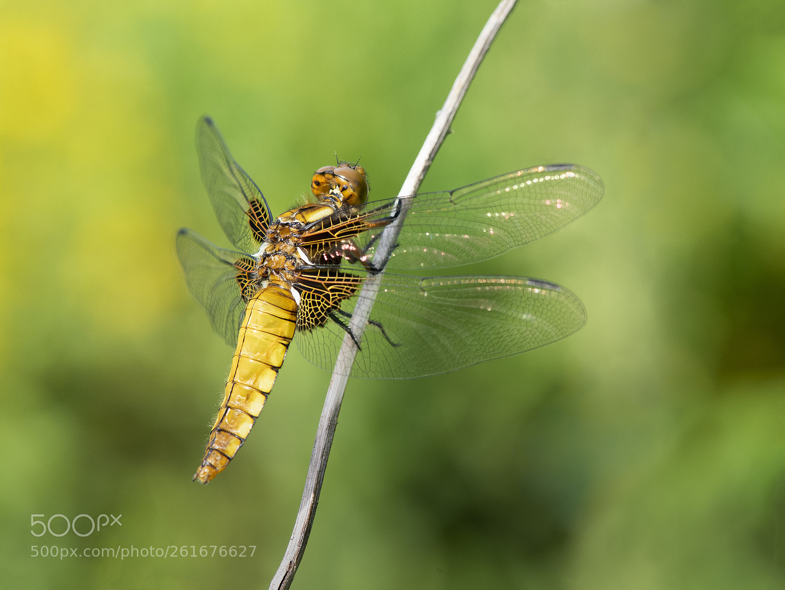 Nikon D810 sample photo. Libellule photography