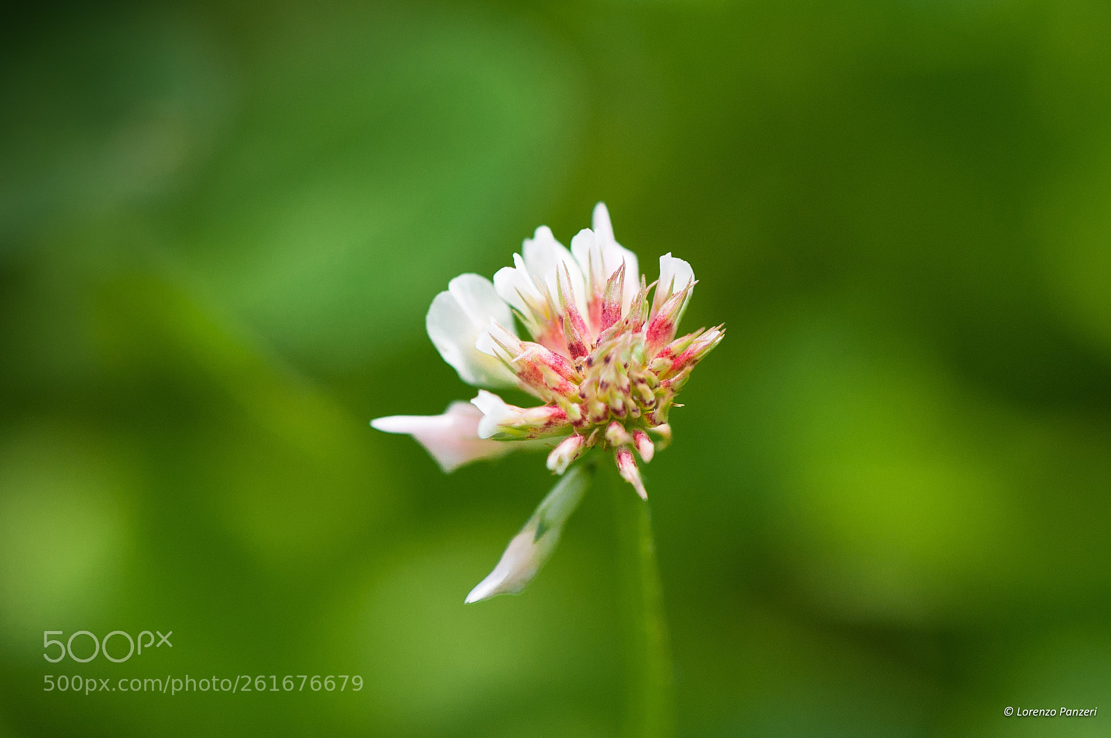 Nikon D90 sample photo. White explosion... photography