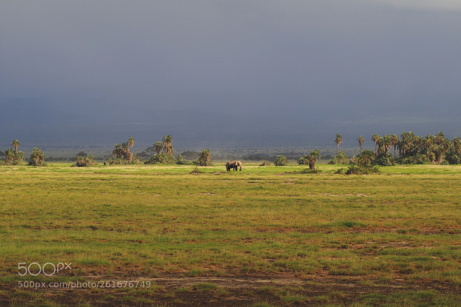 Canon EOS 80D sample photo. Amboseli photography