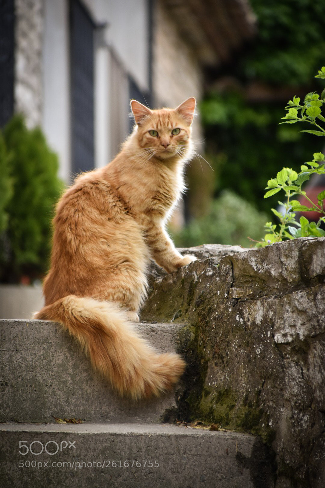 Nikon D3400 sample photo. Gato callejero photography