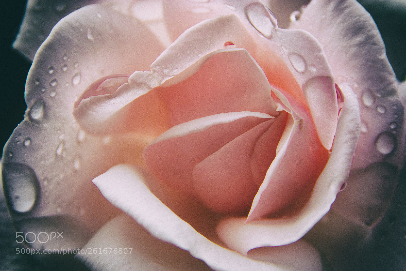 Canon EOS 70D sample photo. Rose photography