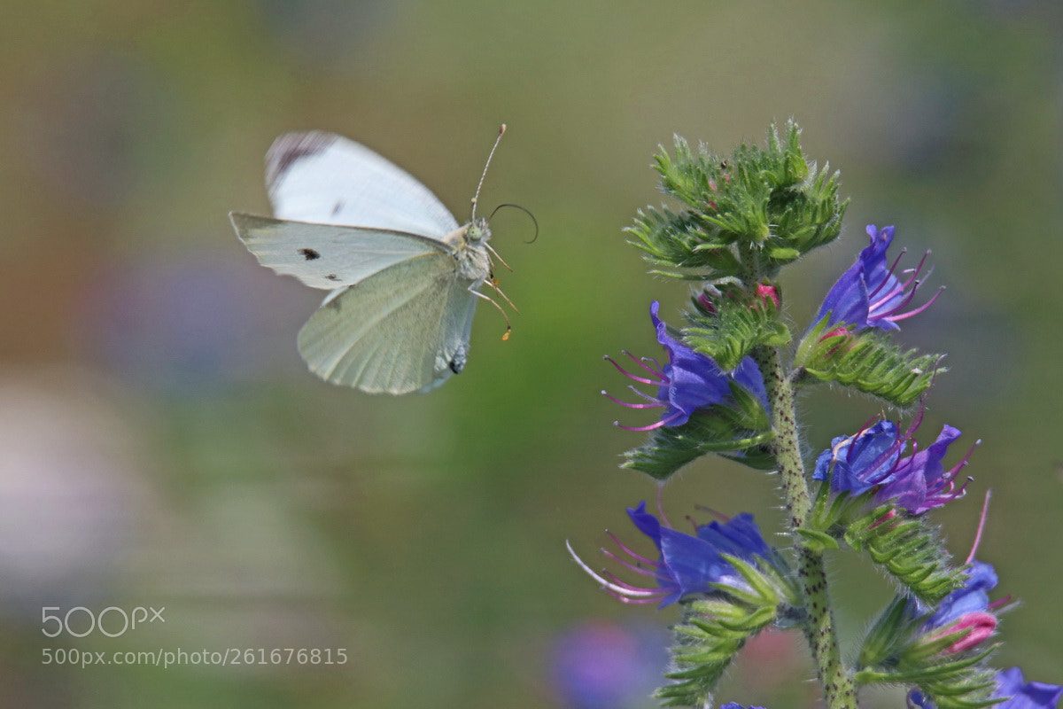 Canon EOS 80D sample photo. Landeanflug photography