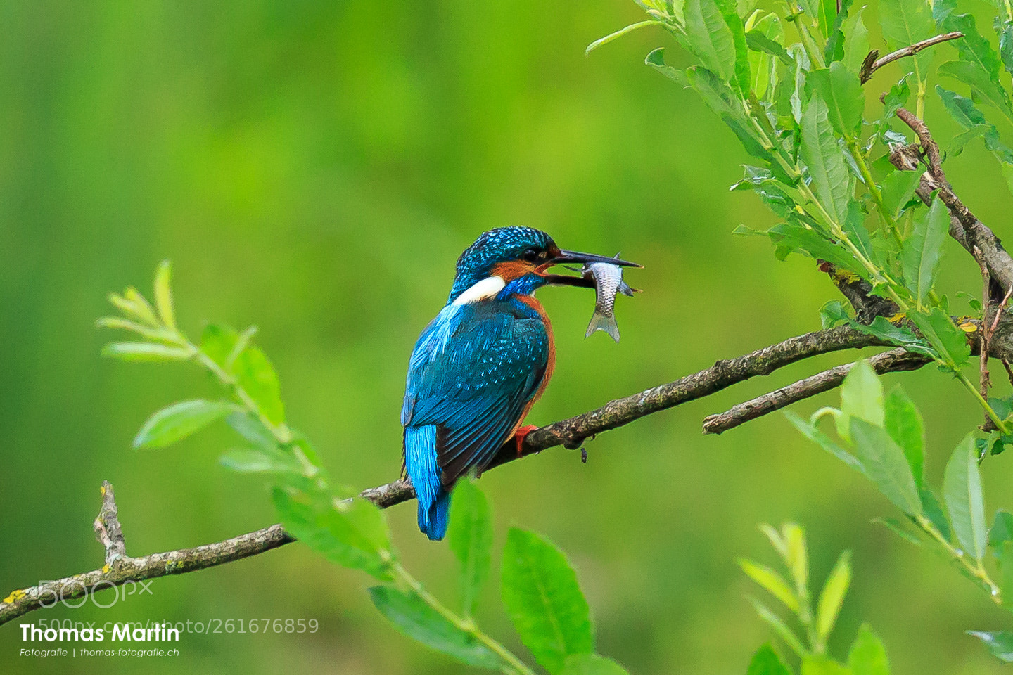 Canon EOS 7D Mark II sample photo. Kingfisher photography