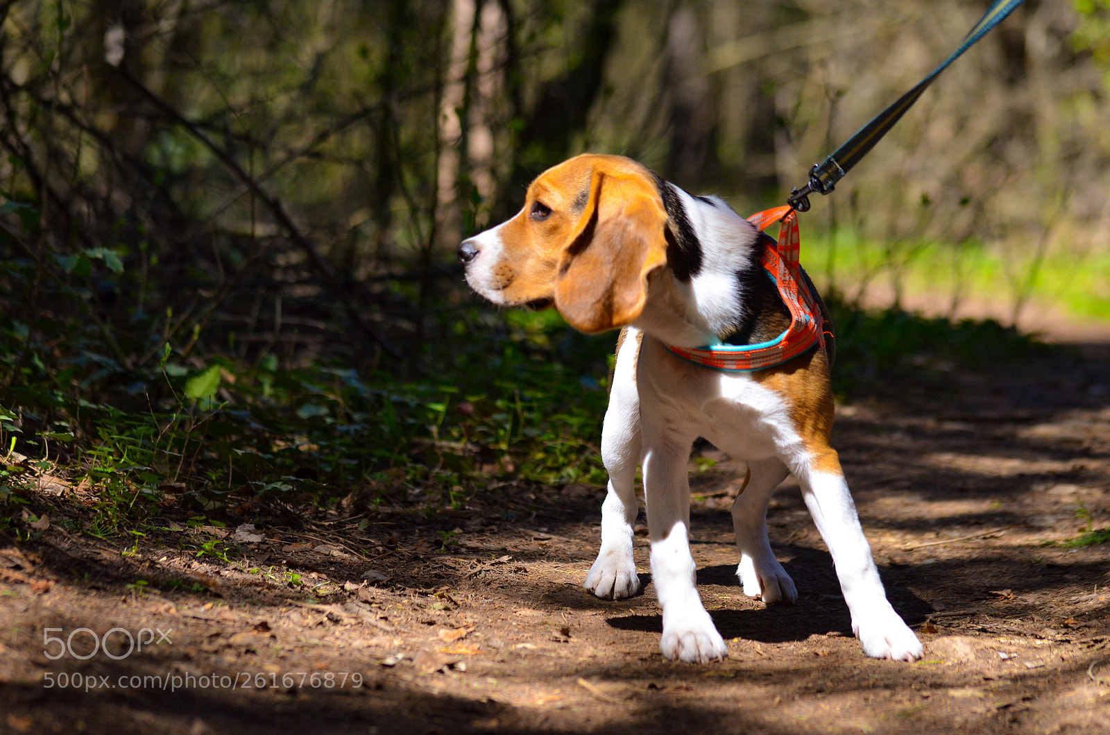 Nikon D5100 sample photo. Beagle photography
