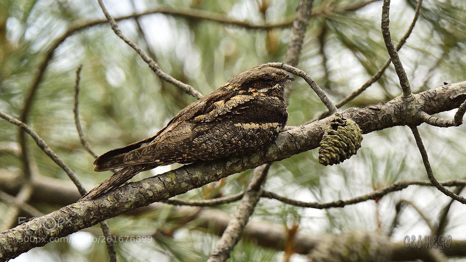 Nikon D7100 sample photo. _dsc7759-3.jpg photography