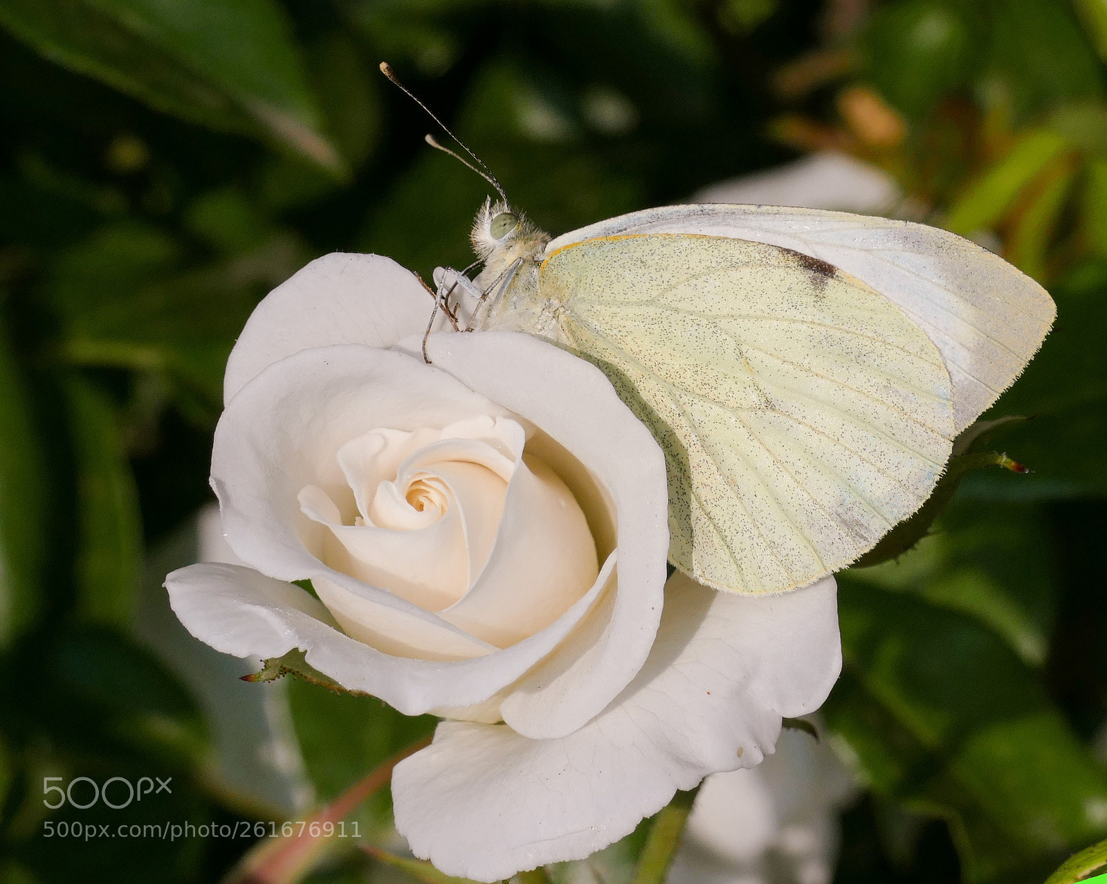 Panasonic Lumix DMC-FZ1000 sample photo. Whiteness photography