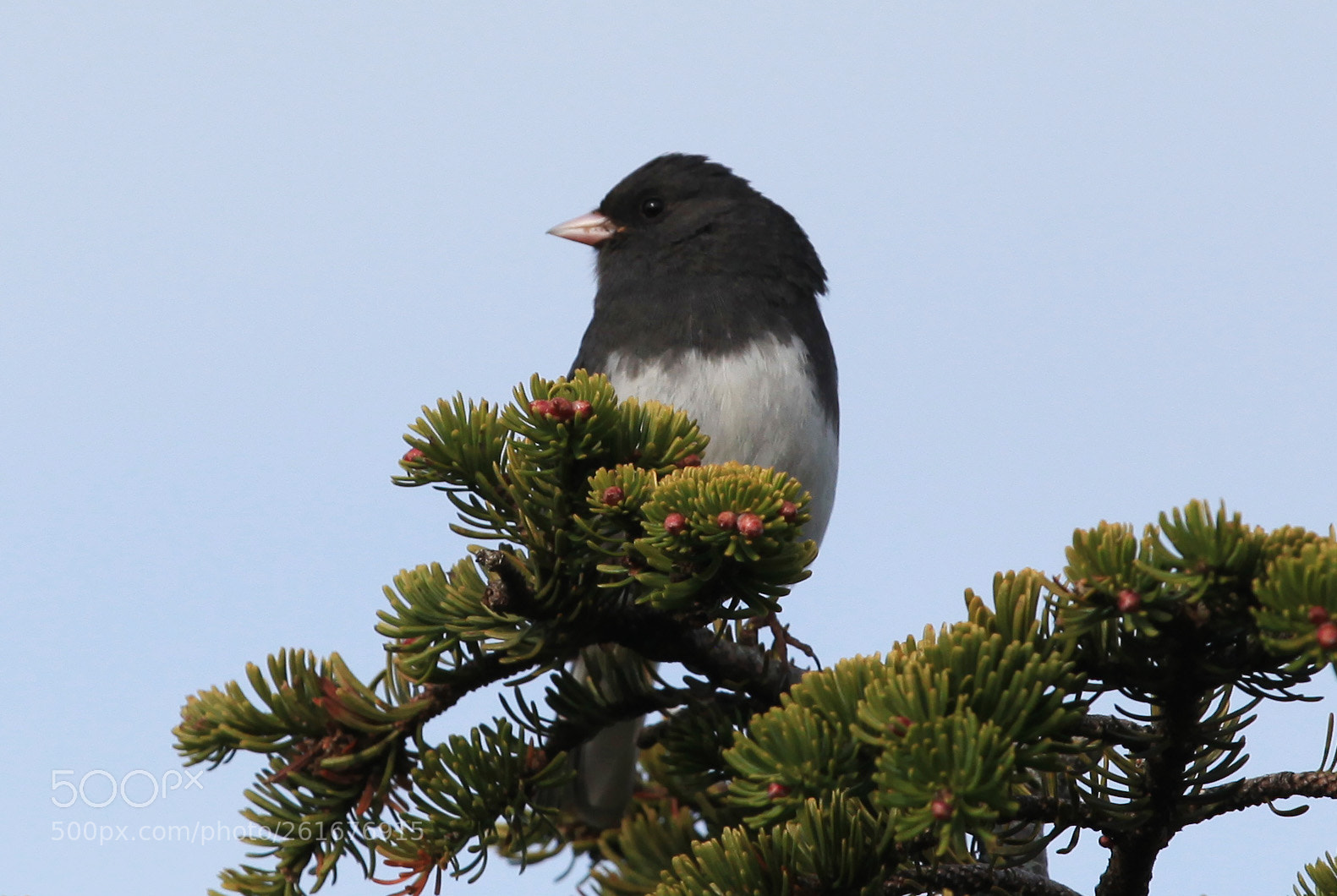 Canon EOS 5D Mark II sample photo. Dark-eyed junco photography