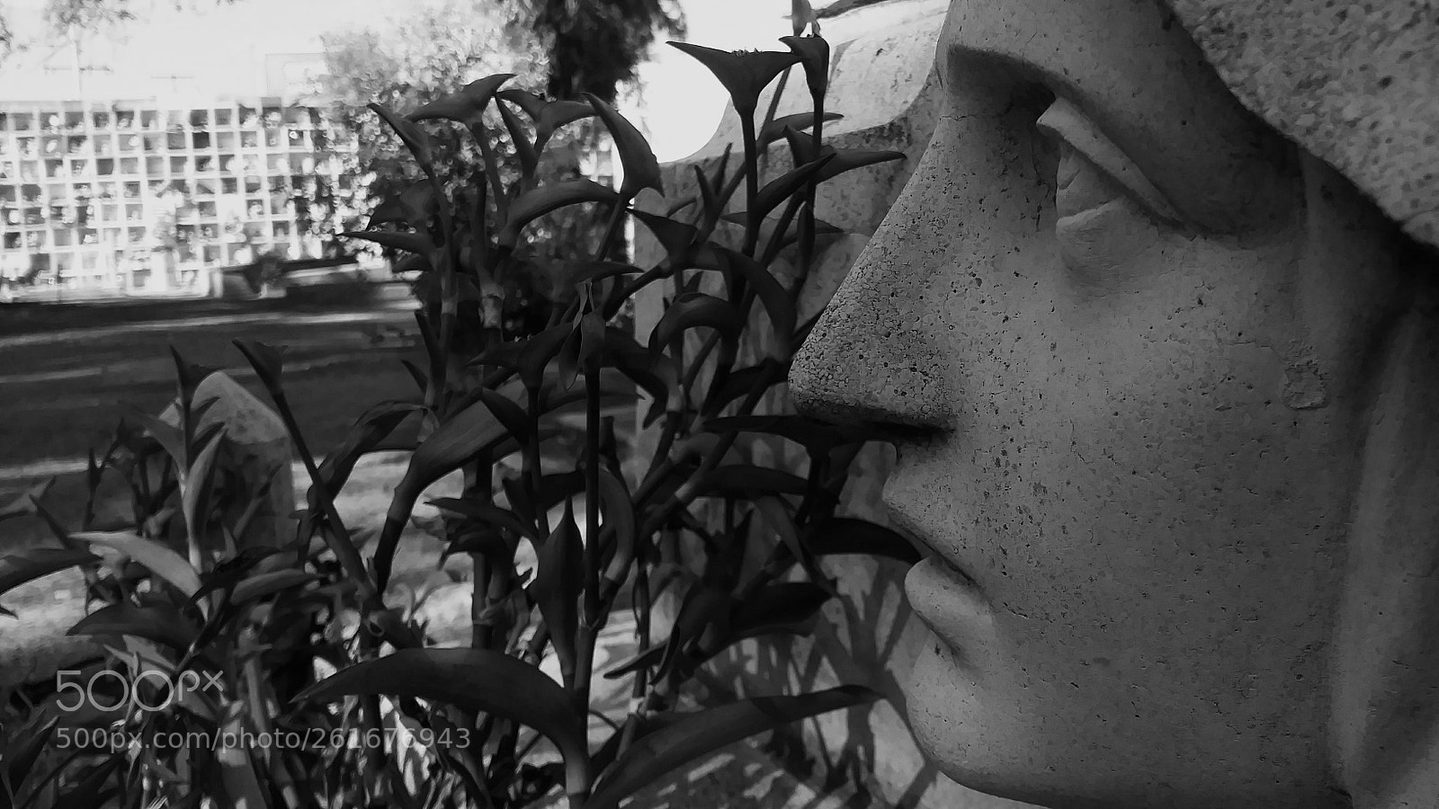 LG ARISTO sample photo. Untitled photography