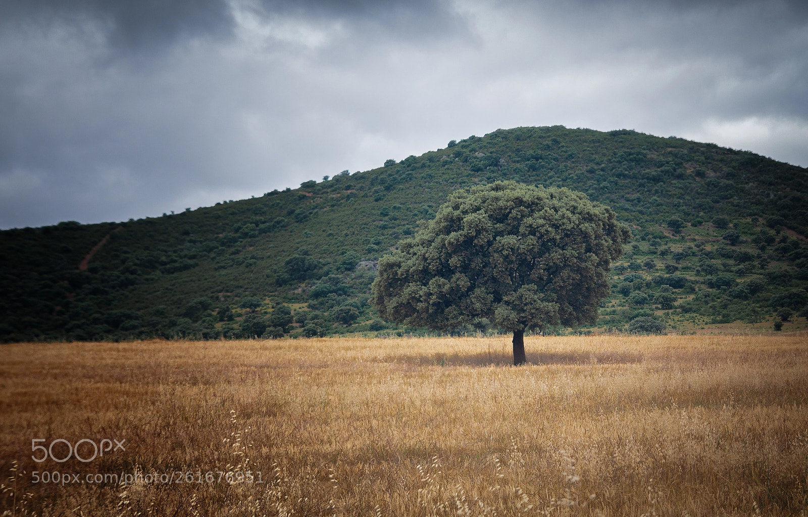 Canon EOS 50D sample photo. Paisaje con encina photography