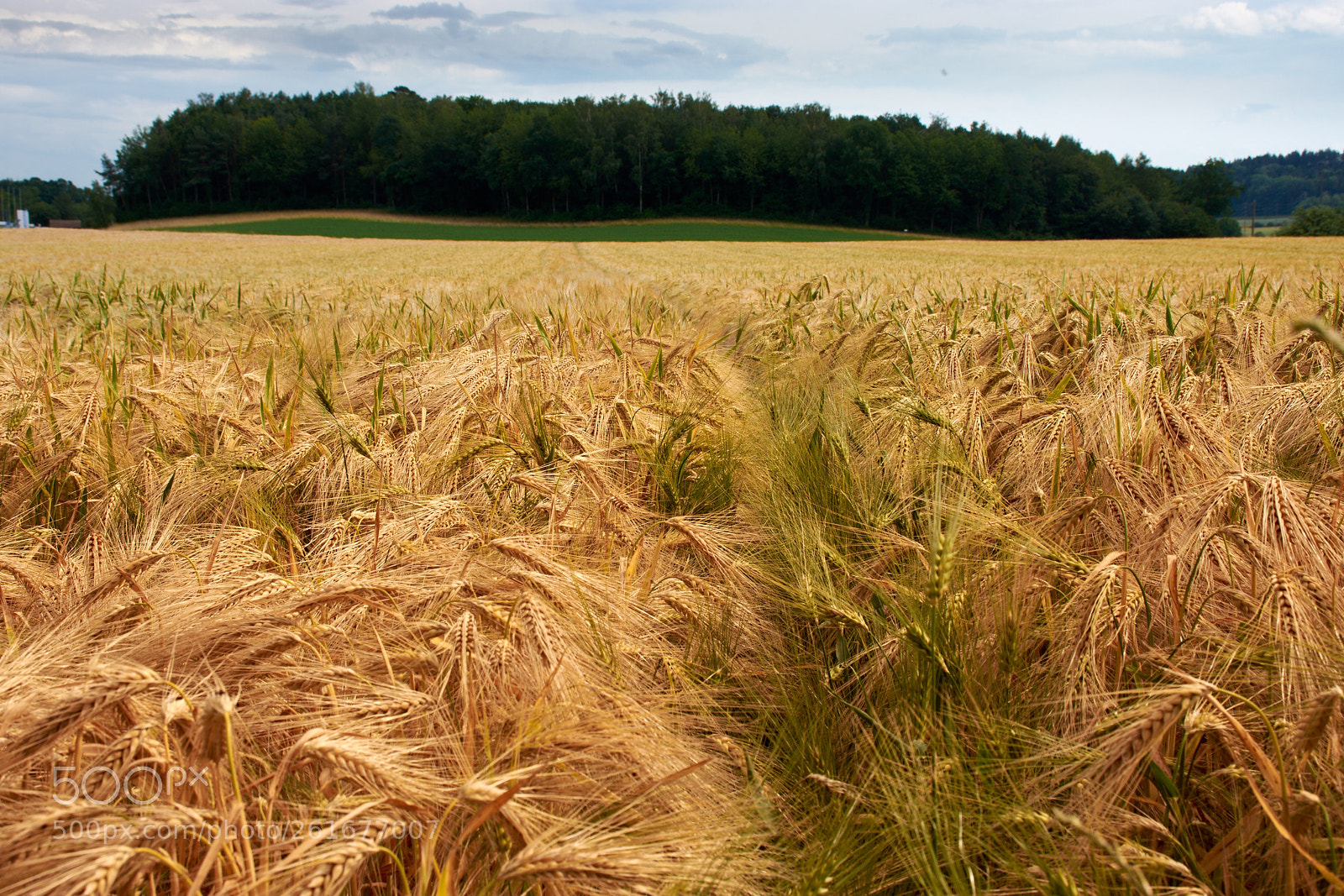 Nikon D7200 sample photo. Barley field photography
