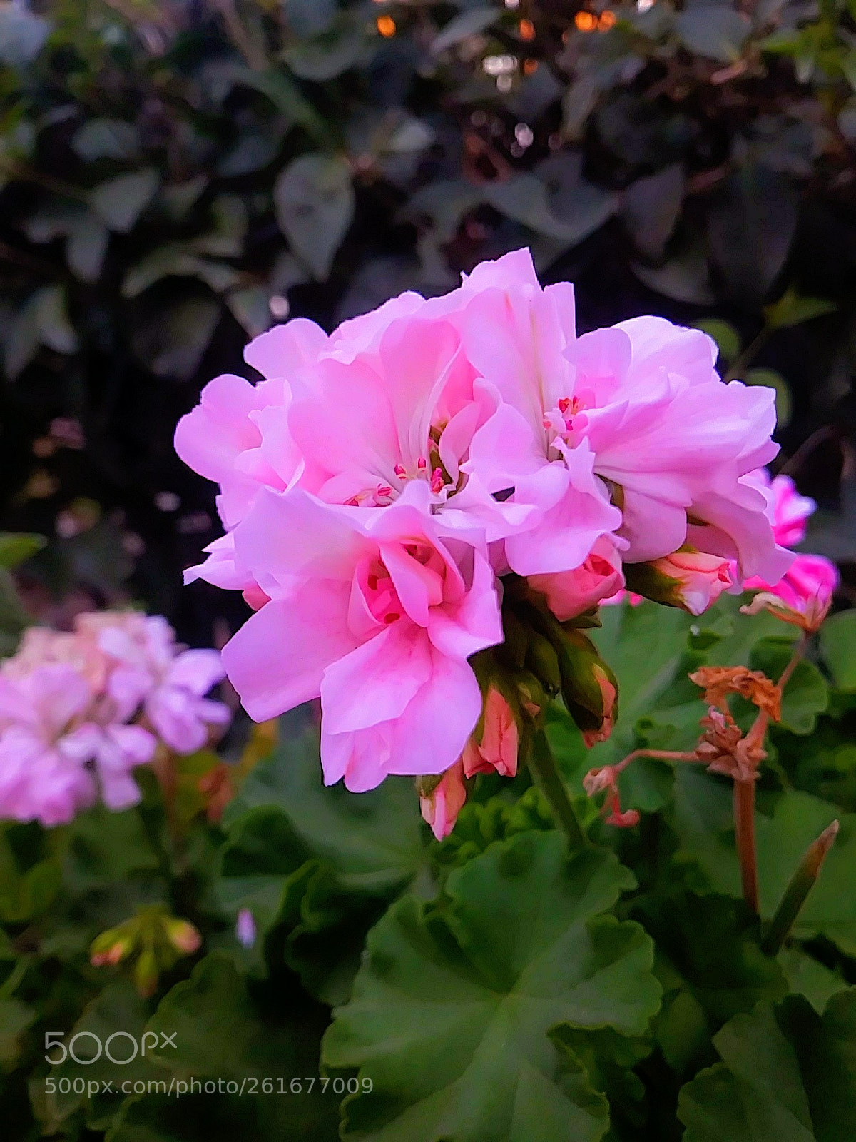 LG ARISTO sample photo. Untitled photography