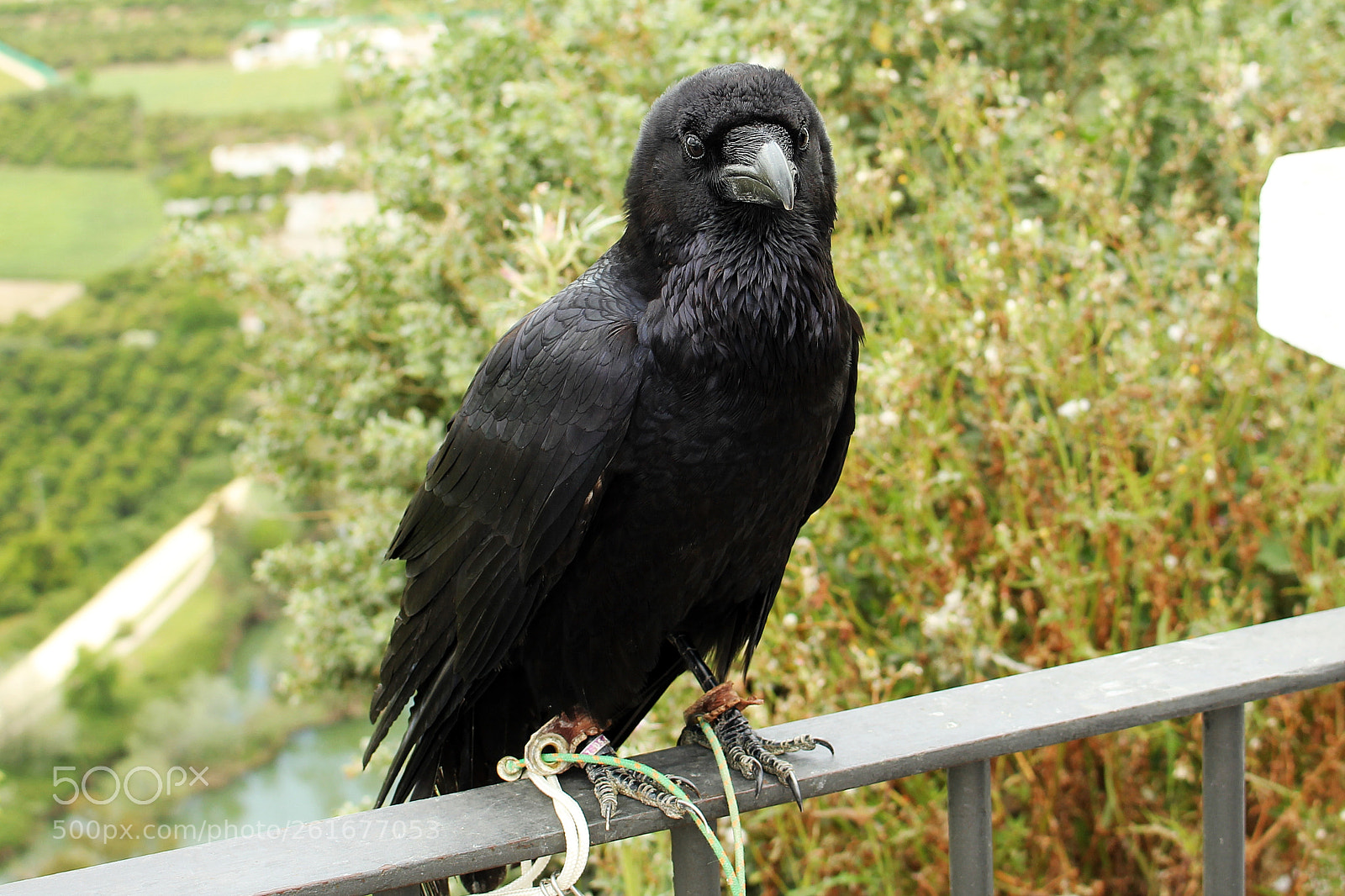 Canon EOS 550D (EOS Rebel T2i / EOS Kiss X4) sample photo. Beautiful raven photography