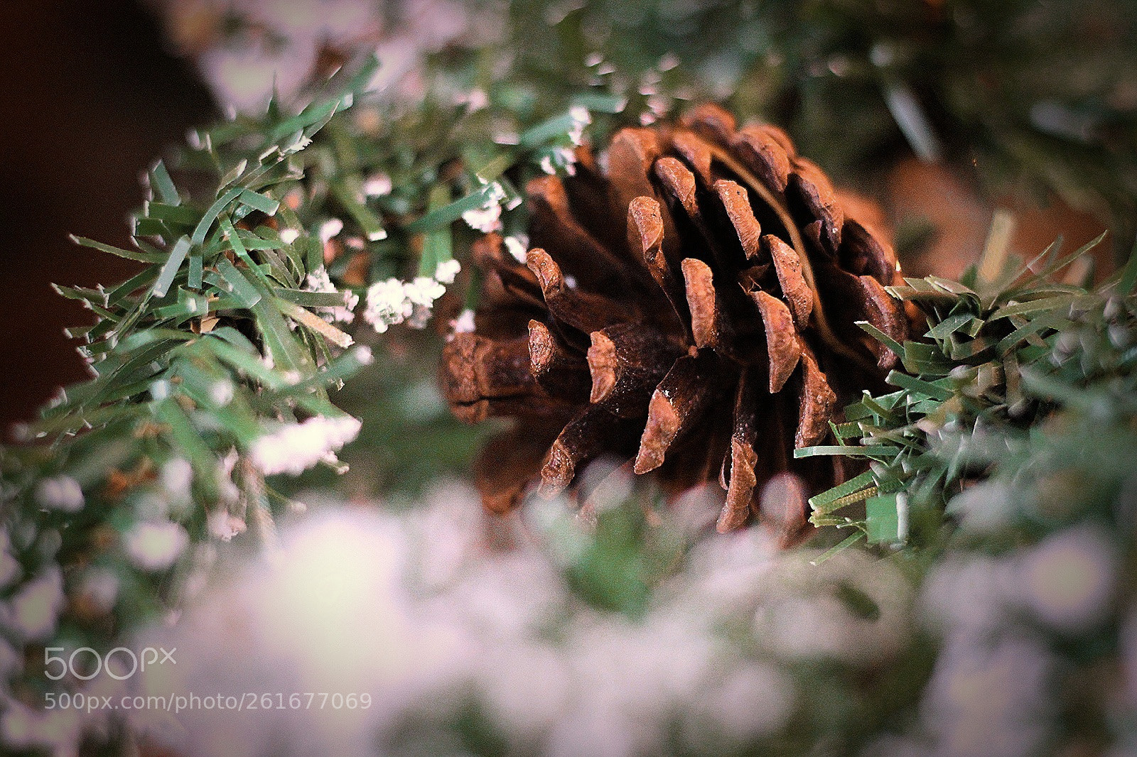 Canon EOS 1200D (EOS Rebel T5 / EOS Kiss X70 / EOS Hi) sample photo. Pinecone photography