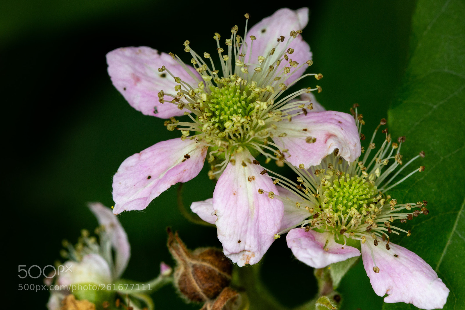 Canon EOS 6D sample photo. Blackberry blossom photography