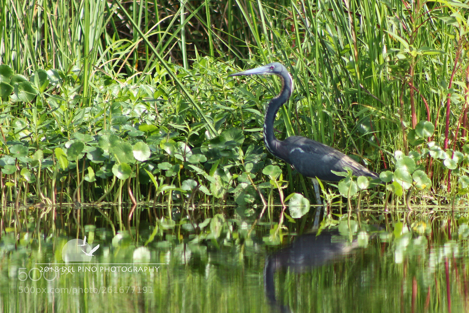 Canon EOS 1300D (EOS Rebel T6 / EOS Kiss X80) + Canon EF 75-300mm f/4-5.6 sample photo. Heron at guana photography