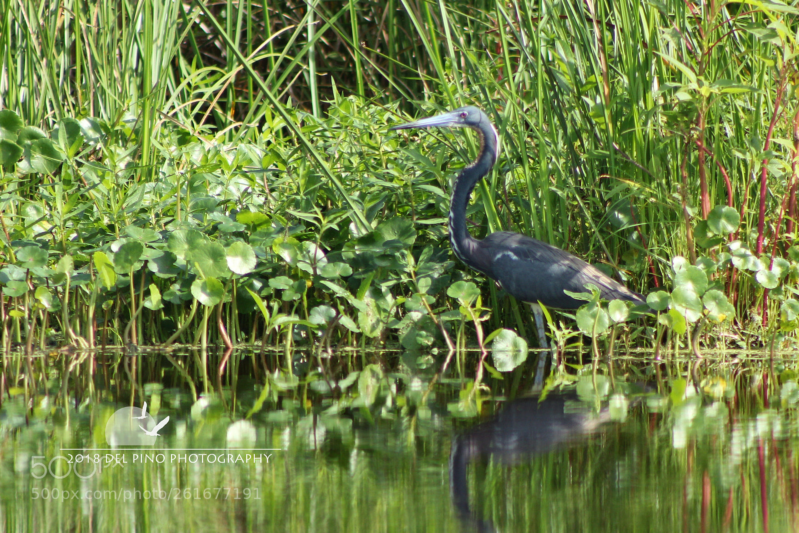 Canon EOS 1300D (EOS Rebel T6 / EOS Kiss X80) sample photo. Heron at guana photography