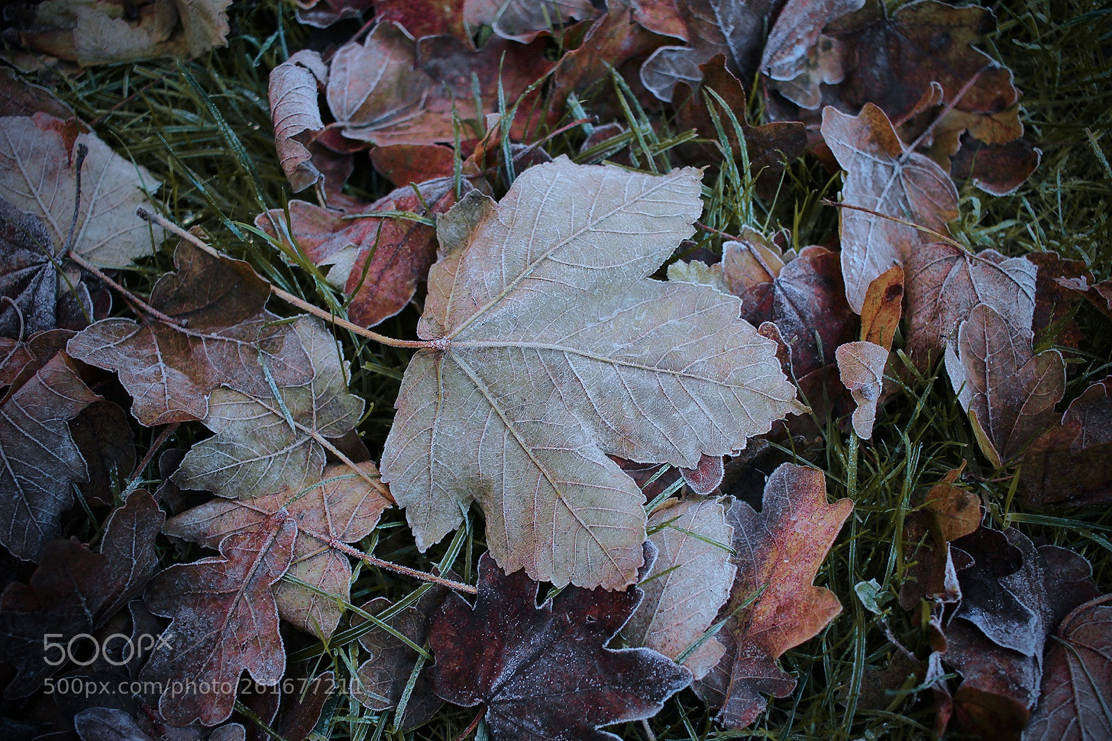 Canon EOS 1200D (EOS Rebel T5 / EOS Kiss X70 / EOS Hi) sample photo. Autumn leaves photography