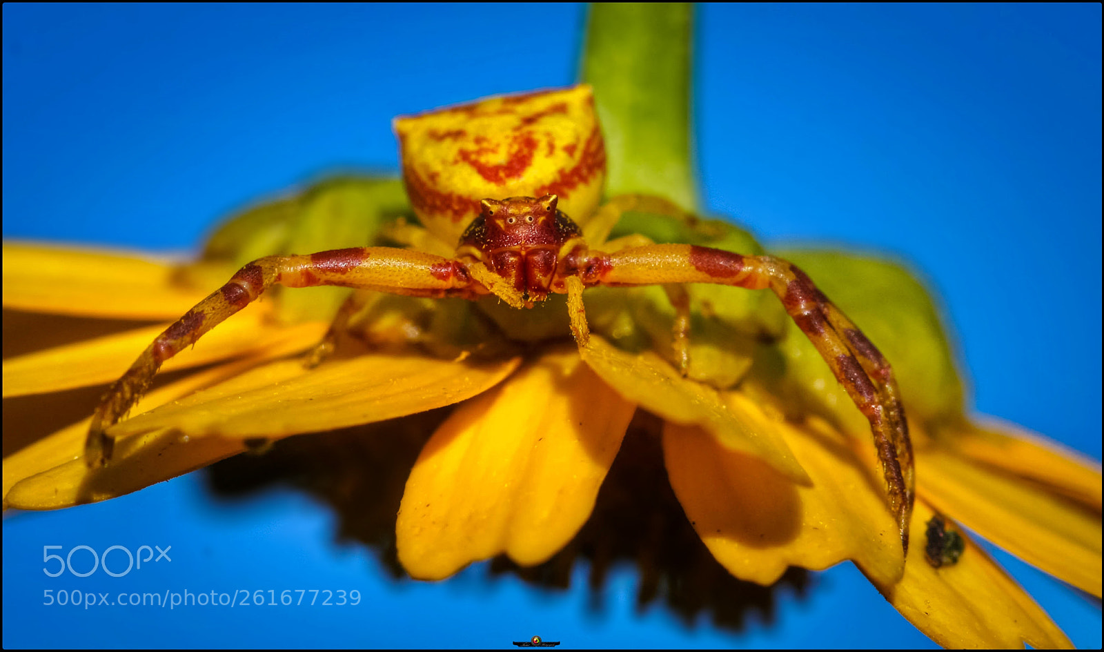Canon EOS 40D sample photo. Yellow crab spider photography