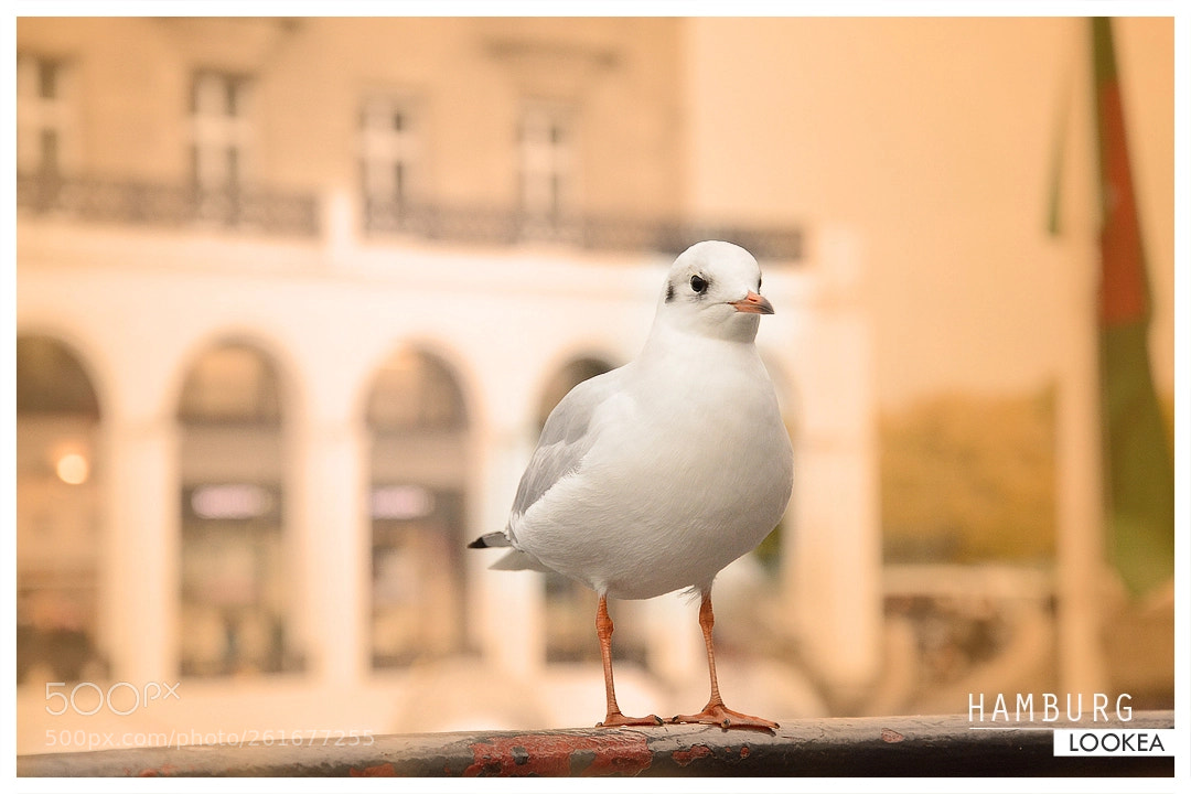 Nikon D7100 sample photo. Hamb photography