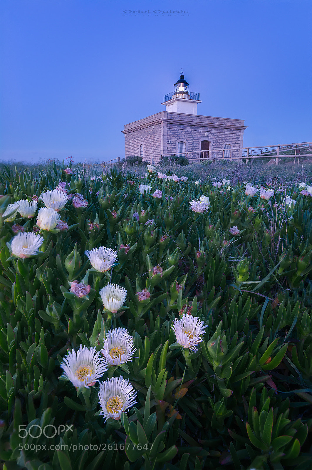 Nikon D7100 sample photo. The flowers of lighthouse photography