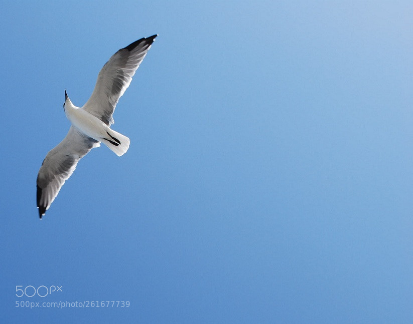 Nikon D60 sample photo. Seagull photography