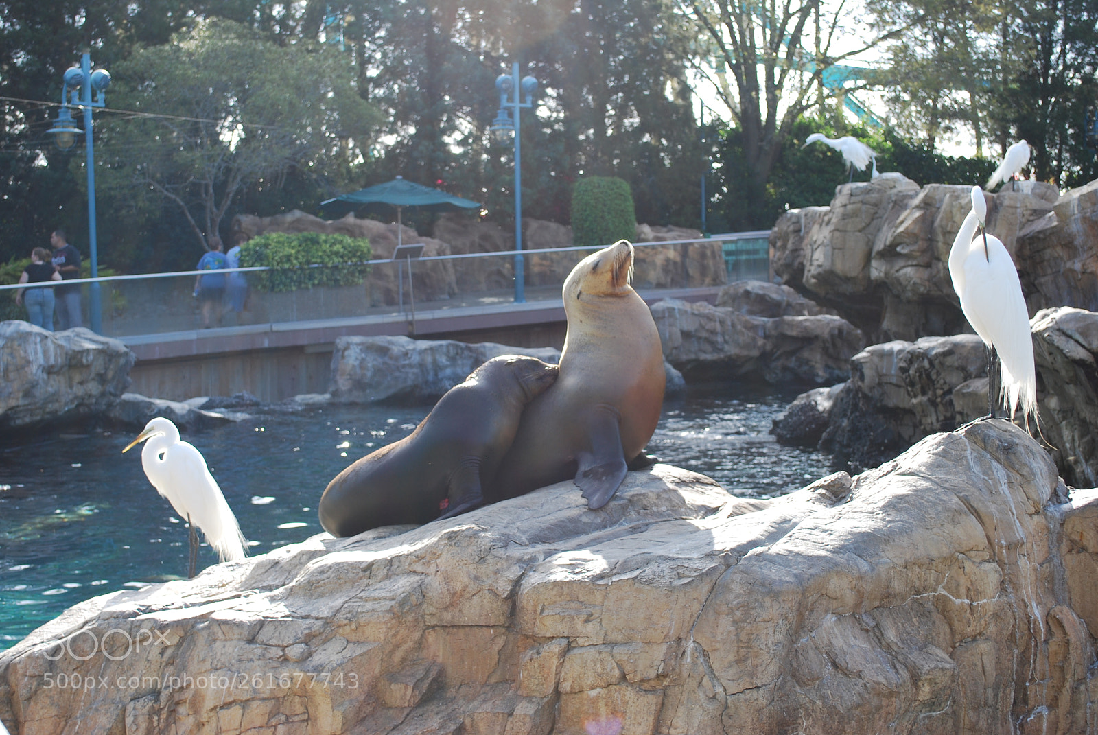 Nikon D60 sample photo. Sea lion photography