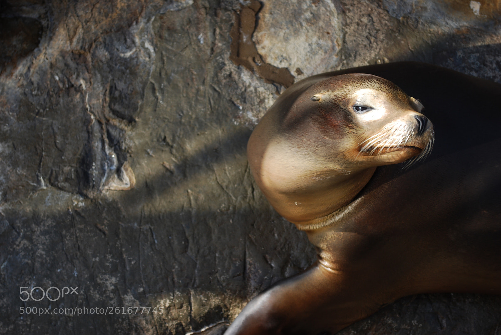 Nikon D60 sample photo. Sea lion photography