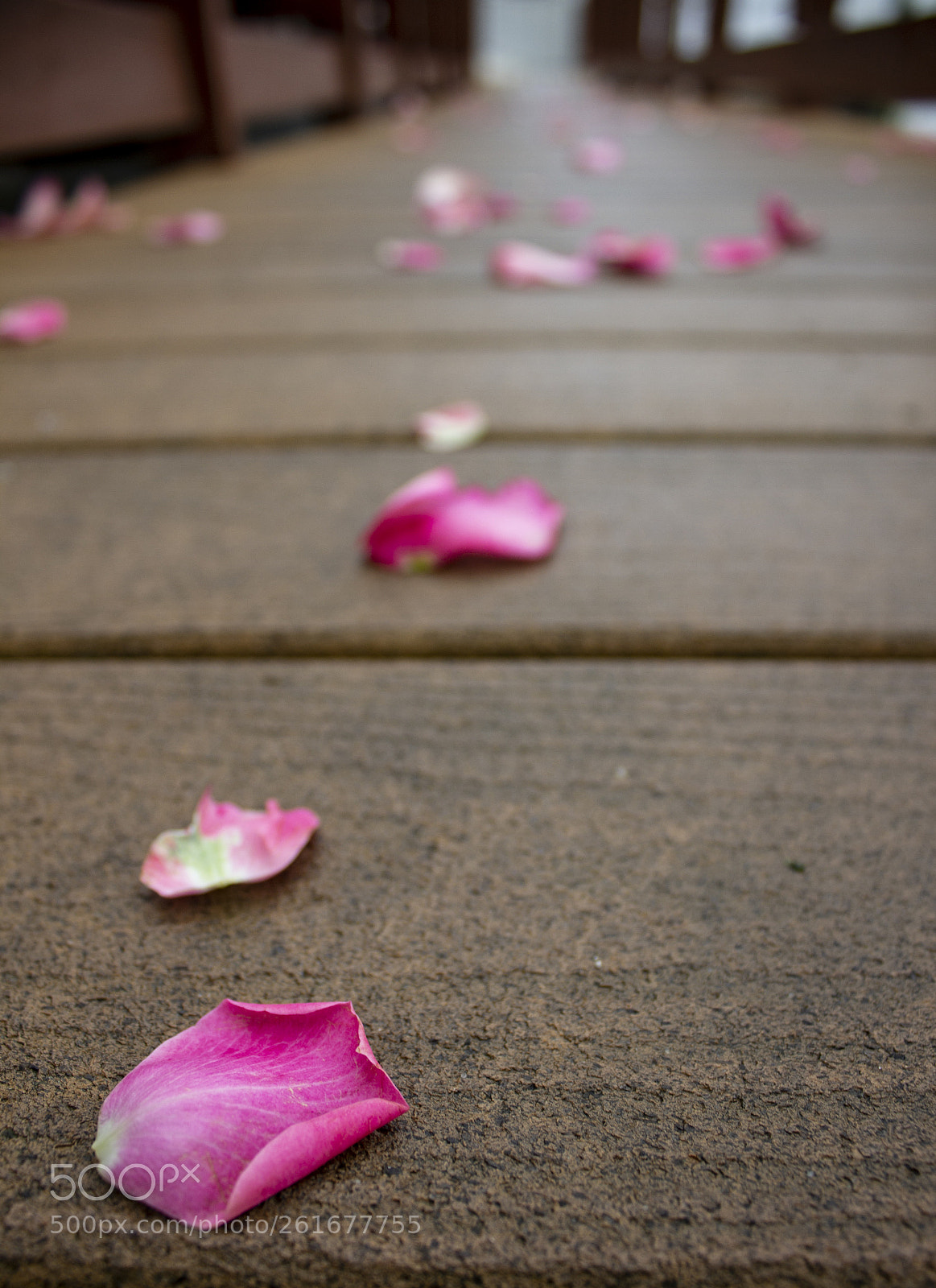 Canon EOS 600D (Rebel EOS T3i / EOS Kiss X5) sample photo. Petals photography