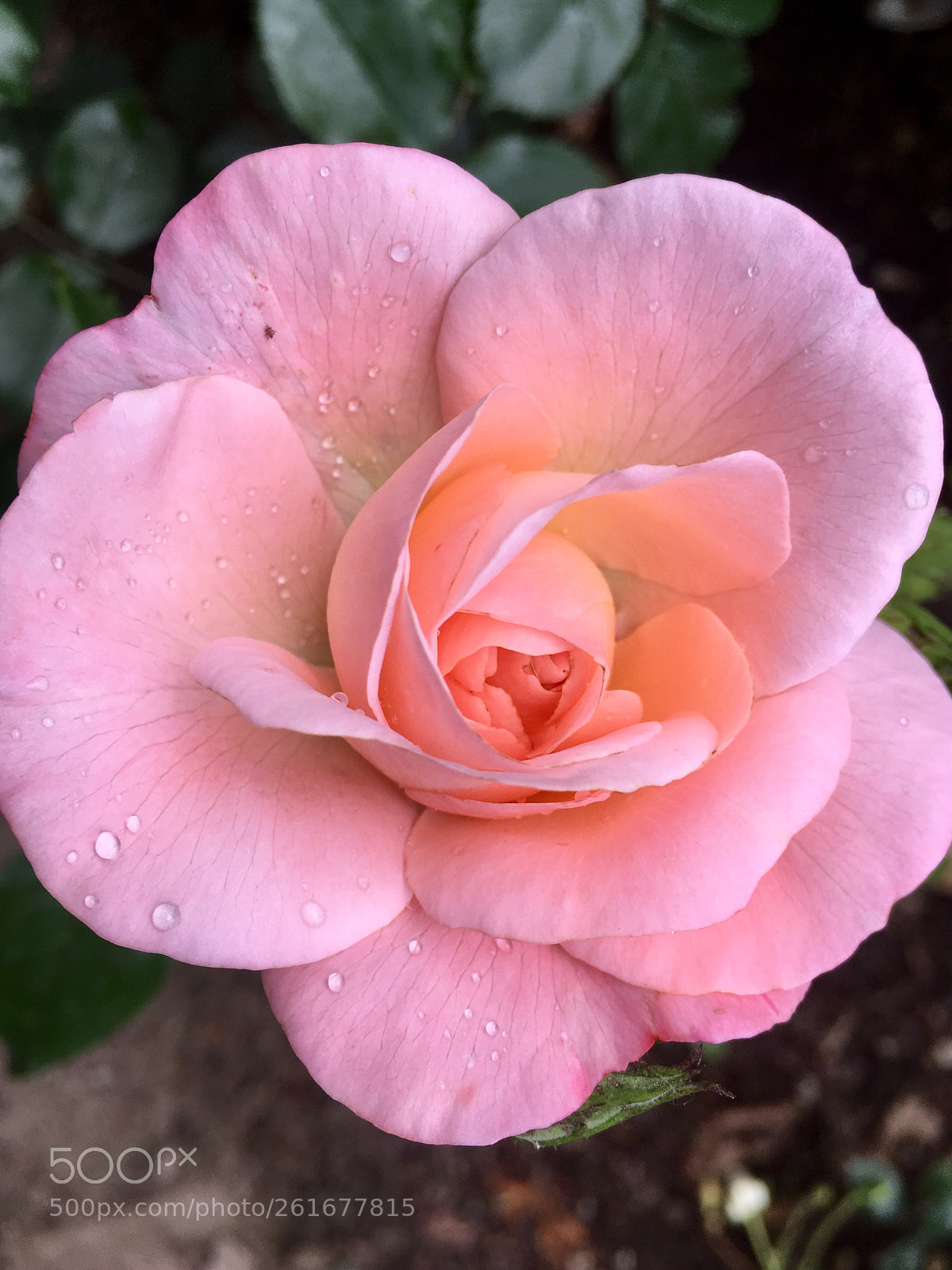 Apple iPhone SE sample photo. Untitled photography