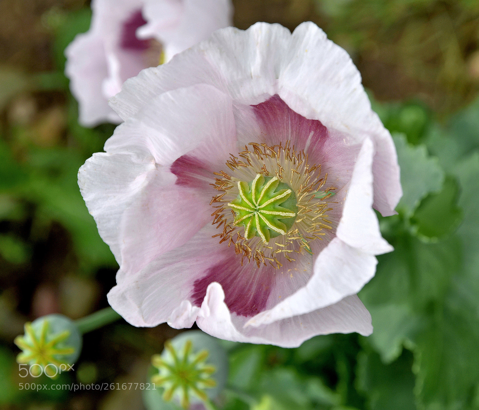 Nikon D3400 sample photo. Opium poppy photography