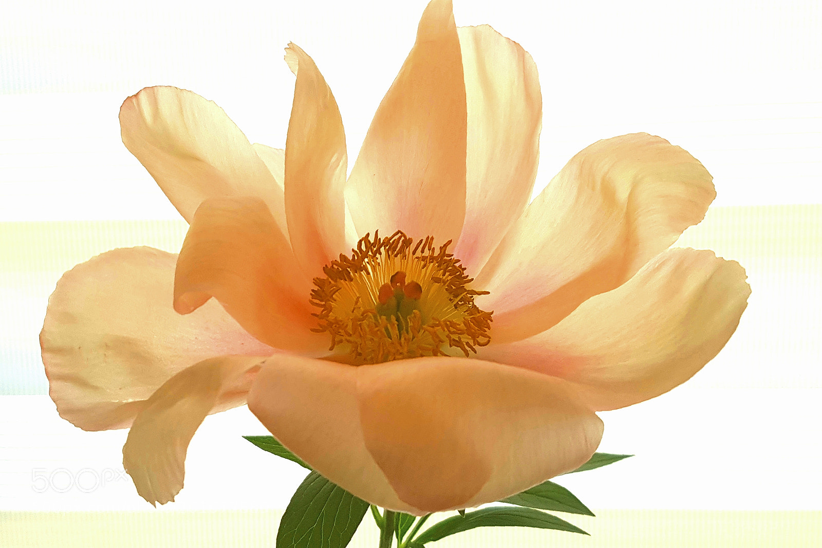 Samsung Galaxy S7 Edge sample photo. Peony photography