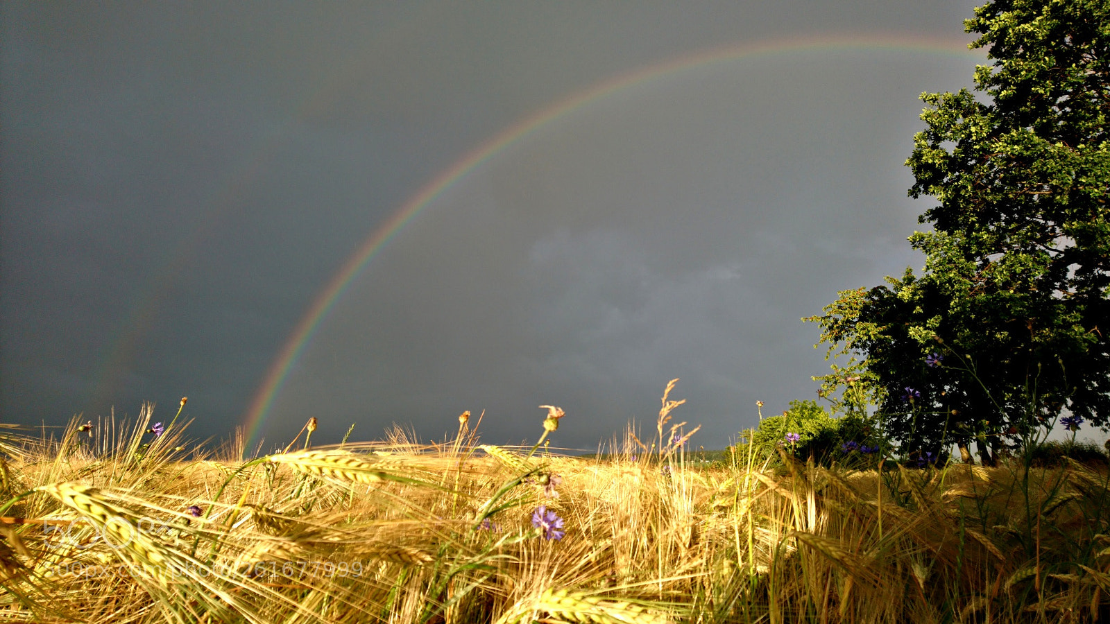 Sony Xperia X sample photo. Regenbogen am abend photography