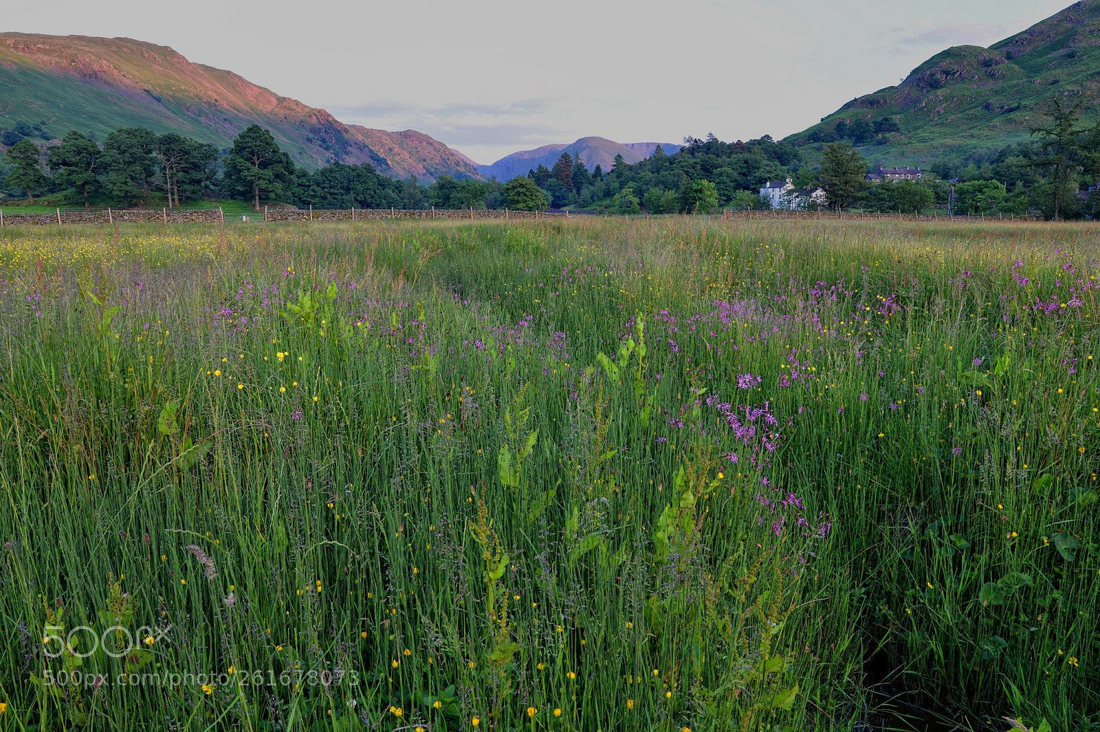 Nikon D610 sample photo. The meadow photography