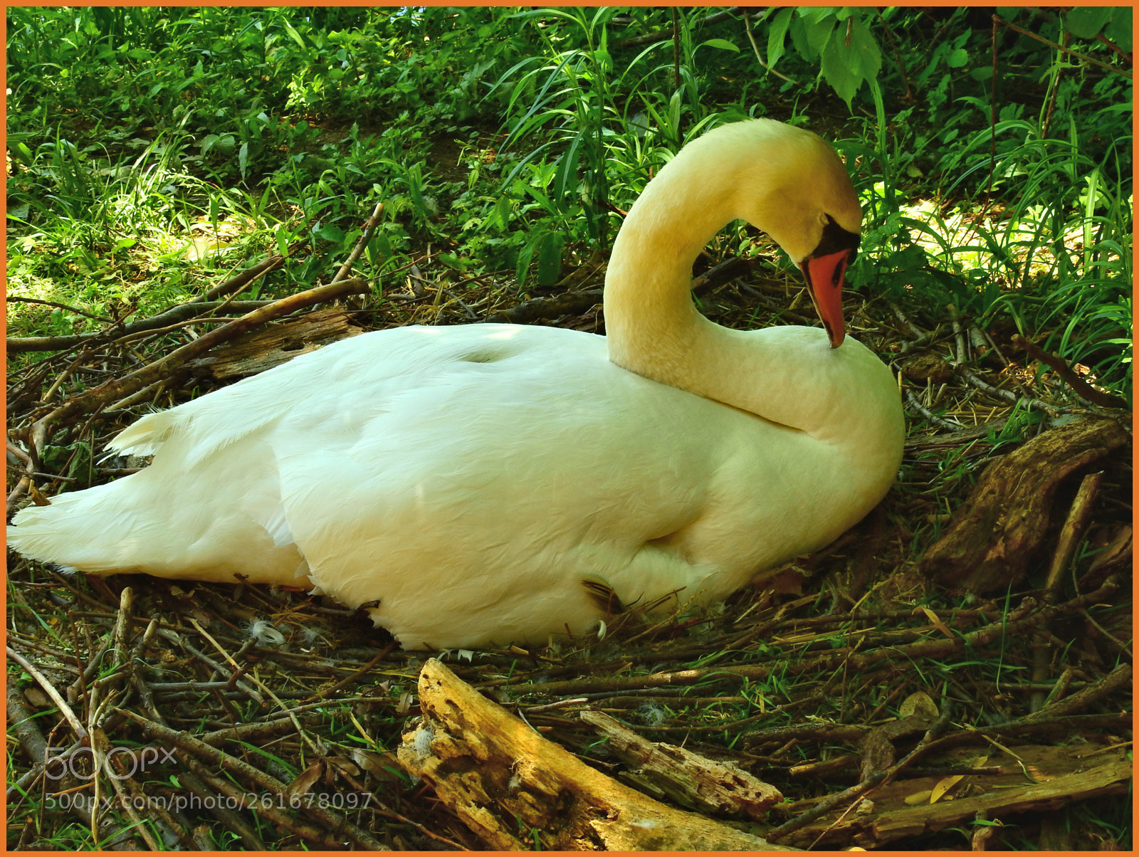Nikon Coolpix P900 sample photo. Nesting swan photography