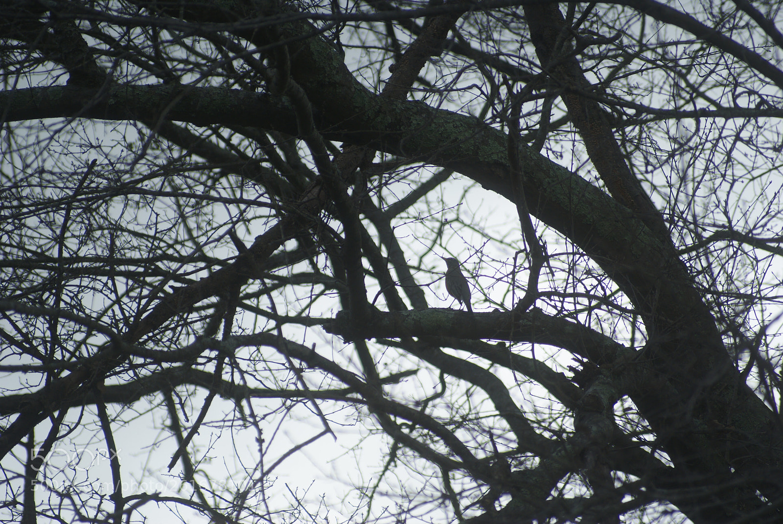 Sony Alpha DSLR-A330 + Sigma 70-210mm F4-5.6 APO sample photo. Bird in craggy tree photography