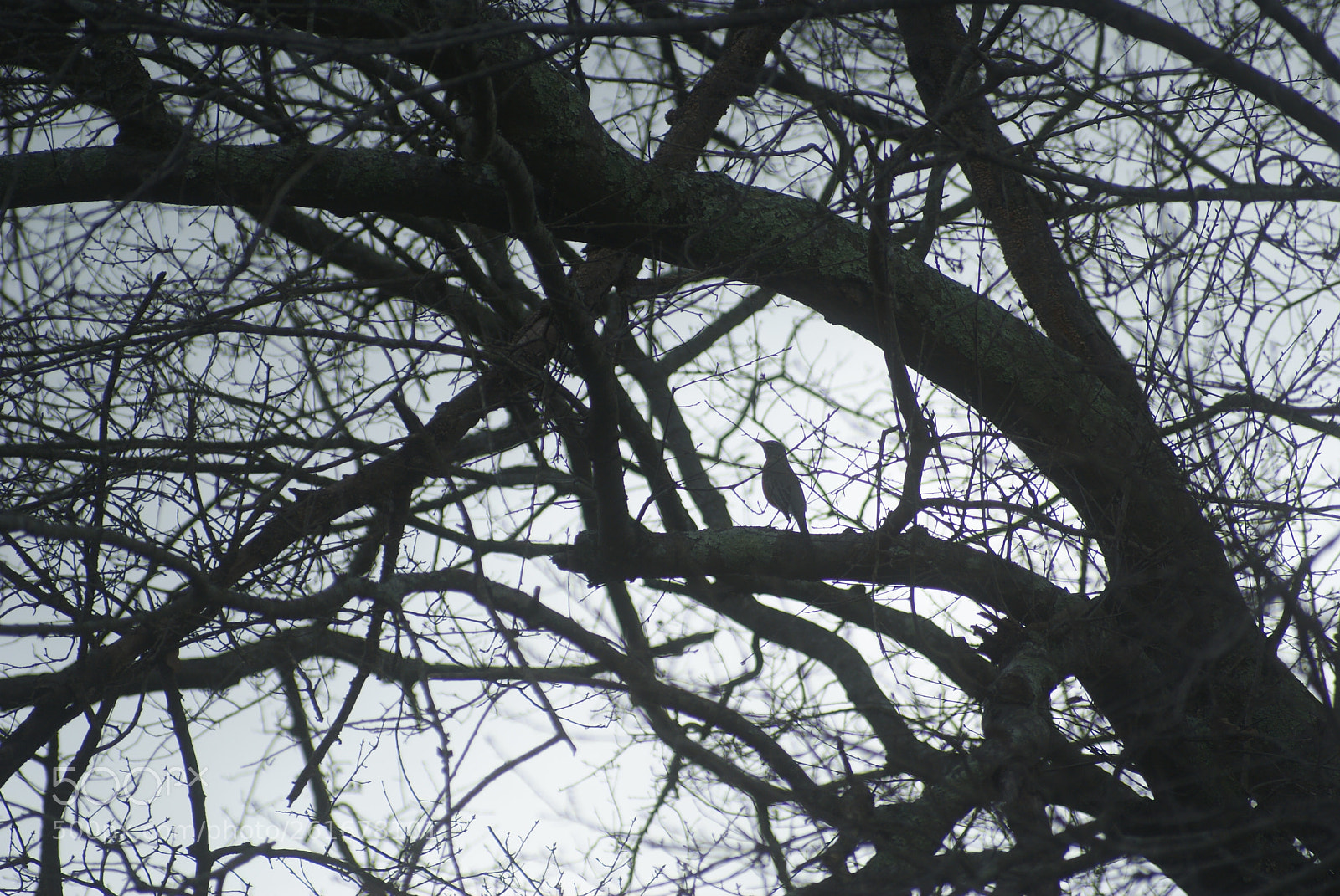 Sigma 70-210mm F4-5.6 APO sample photo. Bird in craggy tree photography
