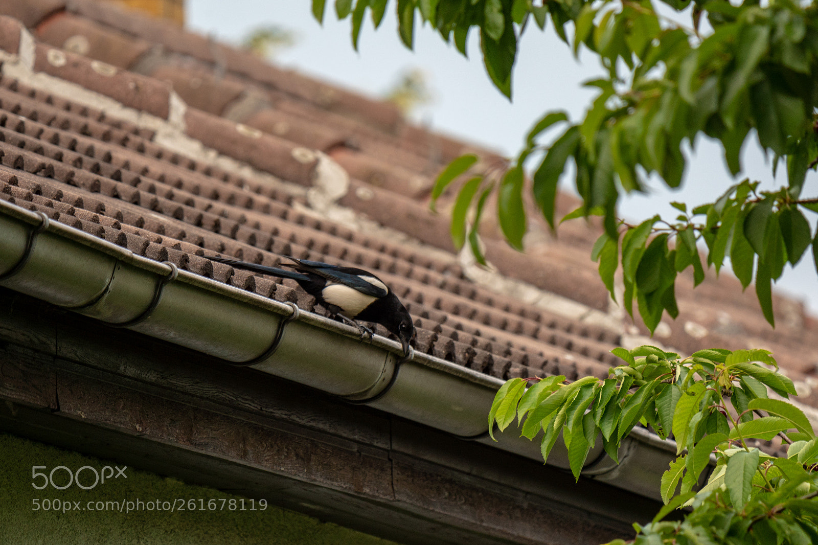 Panasonic Lumix DMC-GH4 sample photo. Untitled photography