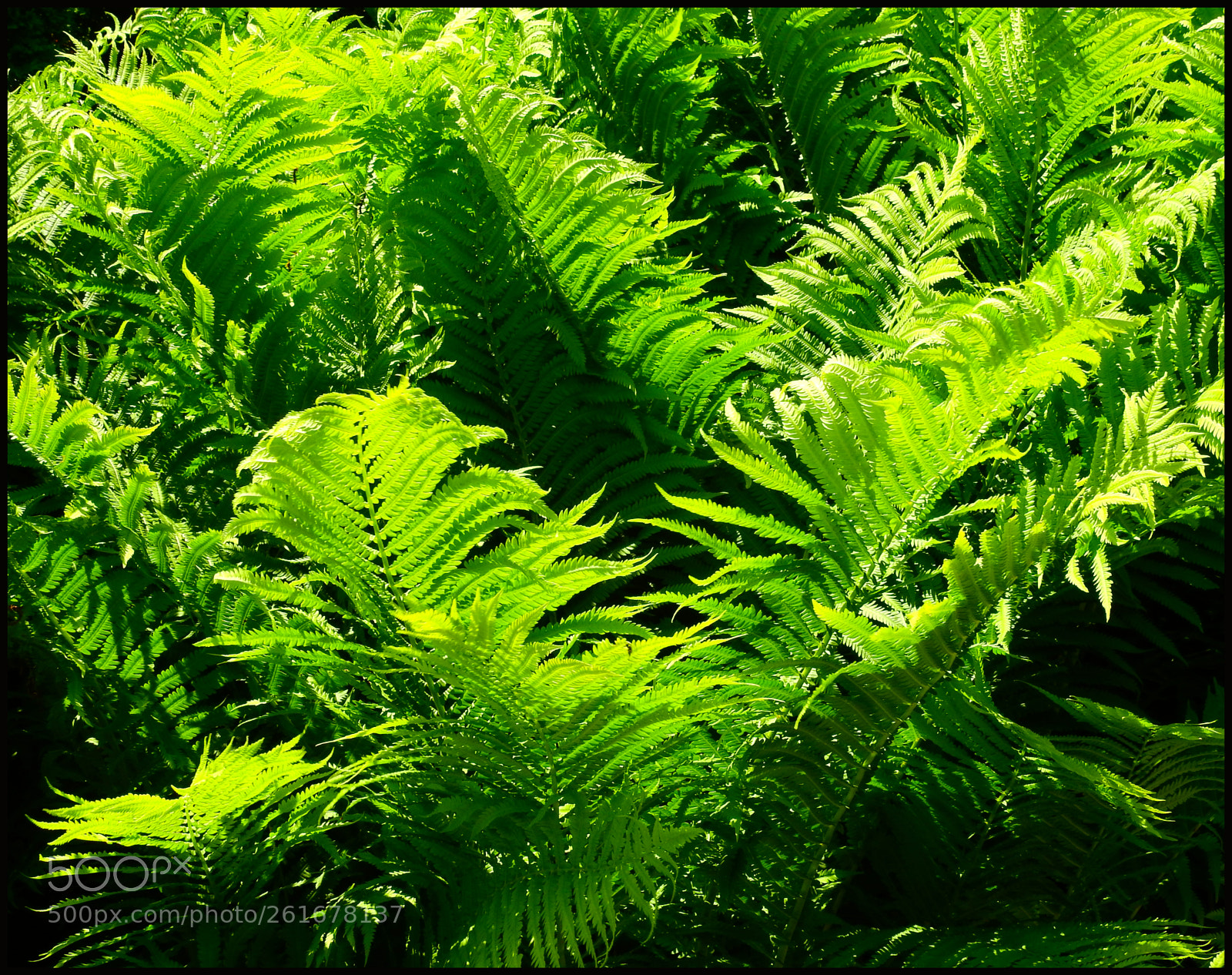 Nikon Coolpix P900 sample photo. Ferns photography