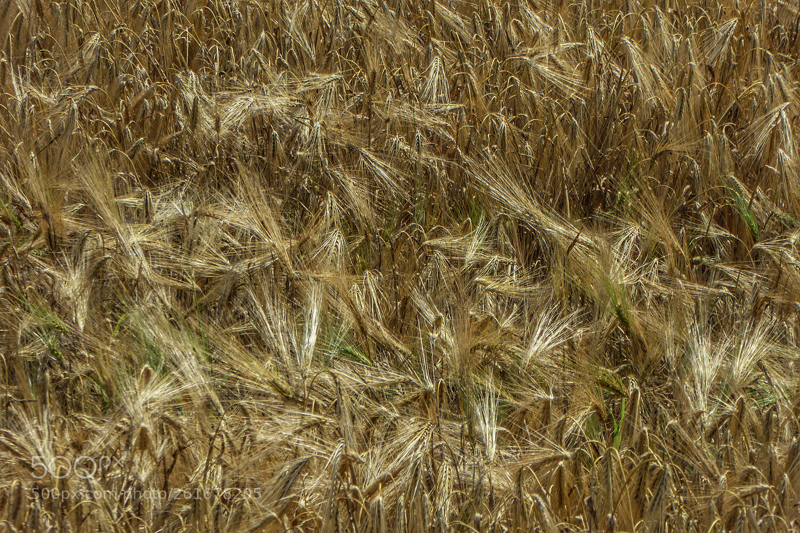 Panasonic Lumix DMC-ZS40 (Lumix DMC-TZ60) sample photo. Wheat photography